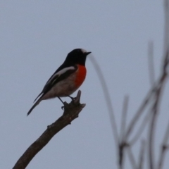 Petroica boodang (Scarlet Robin) at Molonglo Valley, ACT - 23 Apr 2023 by RodDeb