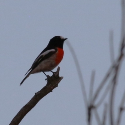 Petroica boodang (Scarlet Robin) at Bluetts Block Area - 23 Apr 2023 by RodDeb