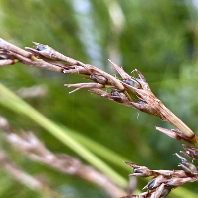 Machaerina gunnii (Slender Twig-rush) at Tennent, ACT - 23 Apr 2023 by JaneR