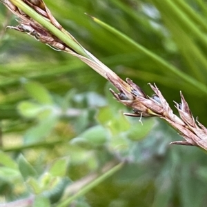 Machaerina gunnii at Tennent, ACT - 23 Apr 2023