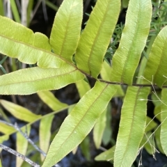 Blechnum minus (Soft Water Fern) at Tennent, ACT - 23 Apr 2023 by JaneR