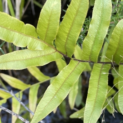 Blechnum minus (Soft Water Fern) at Tennent, ACT - 23 Apr 2023 by JaneR