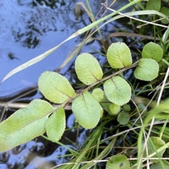 Blechnum minus at Tennent, ACT - 23 Apr 2023