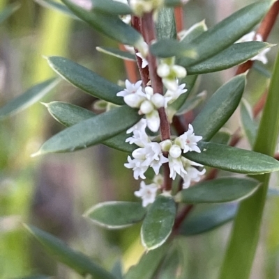 Monotoca scoparia (Broom Heath) at Tennent, ACT - 23 Apr 2023 by JaneR