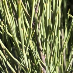 Omphacomeria acerba (Leafless Sour-bush) at Tennent, ACT - 23 Apr 2023 by JaneR