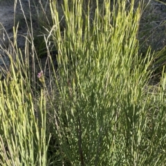 Omphacomeria acerba at Tennent, ACT - 23 Apr 2023