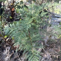 Pteridium esculentum (Bracken) at Tennent, ACT - 23 Apr 2023 by JaneR