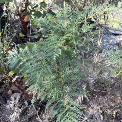 Pteridium esculentum (Bracken) at Tennent, ACT - 23 Apr 2023 by JaneR