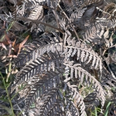 Pteridium esculentum at Tennent, ACT - 23 Apr 2023