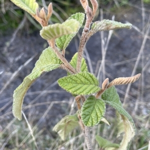 Pomaderris aspera at Tennent, ACT - 23 Apr 2023