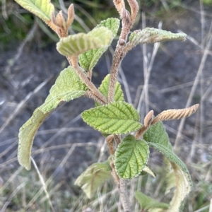 Pomaderris aspera at Tennent, ACT - 23 Apr 2023 03:18 PM