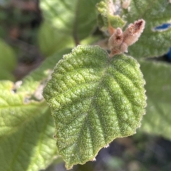 Pomaderris aspera at Tennent, ACT - 23 Apr 2023 03:18 PM