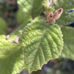 Pomaderris aspera at Tennent, ACT - 23 Apr 2023