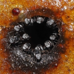 Unidentified Bee (Hymenoptera, Apiformes) at Capalaba, QLD - 23 Apr 2023 by TimL