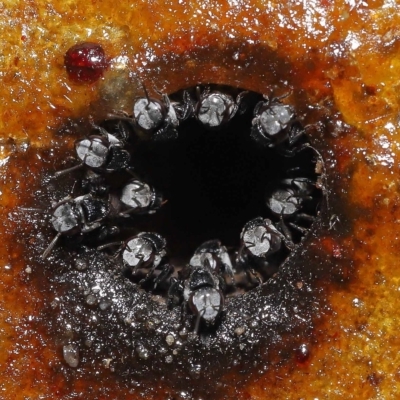 Unidentified Bee (Hymenoptera, Apiformes) at Capalaba, QLD - 23 Apr 2023 by TimL