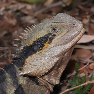 Intellagama lesueurii lesueurii at Capalaba, QLD - 23 Apr 2023 01:01 PM