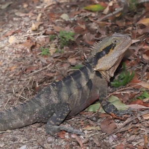 Intellagama lesueurii lesueurii at Capalaba, QLD - 23 Apr 2023 01:01 PM