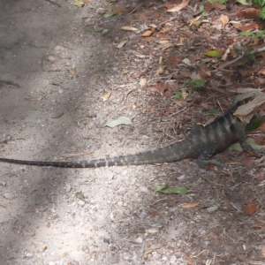 Intellagama lesueurii lesueurii at Capalaba, QLD - 23 Apr 2023 01:01 PM
