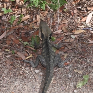 Intellagama lesueurii lesueurii at Capalaba, QLD - 23 Apr 2023 01:01 PM