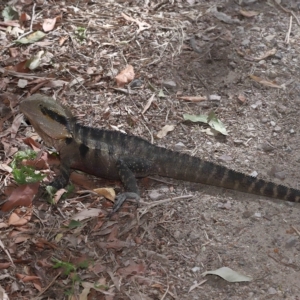 Intellagama lesueurii lesueurii at Capalaba, QLD - 23 Apr 2023