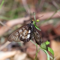 Acraea andromacha (Glasswing) at Capalaba, QLD - 23 Apr 2023 by TimL