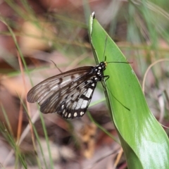 Acraea andromacha at Capalaba, QLD - 23 Apr 2023 10:42 AM