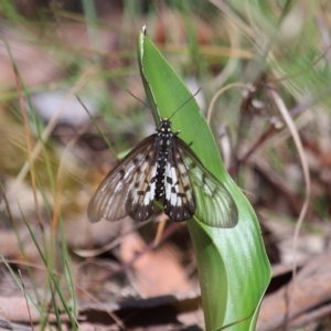 Acraea andromacha at Capalaba, QLD - 23 Apr 2023 10:42 AM