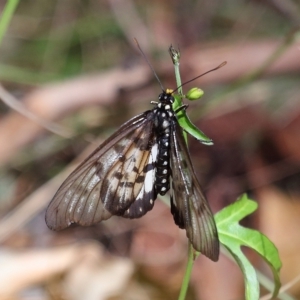 Acraea andromacha at Capalaba, QLD - 23 Apr 2023 10:42 AM