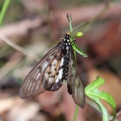 Acraea andromacha at Capalaba, QLD - 23 Apr 2023 10:42 AM