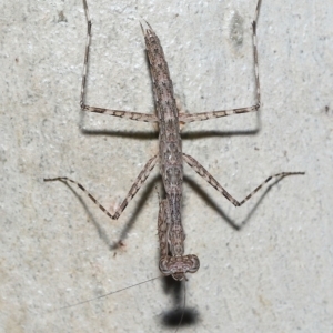 Ciulfina (genus) at Alexandra Hills, QLD - 23 Apr 2023