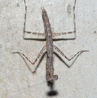 Ciulfina (genus) (A treerunner mantis) at Alexandra Hills, QLD - 23 Apr 2023 by TimL