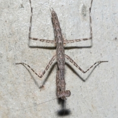 Unidentified Praying mantis (Mantodea) at Alexandra Hills, QLD - 23 Apr 2023 by TimL