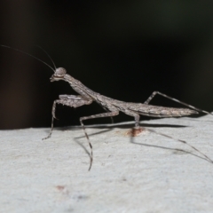 Ciulfina (genus) at Alexandra Hills, QLD - 23 Apr 2023 10:16 AM