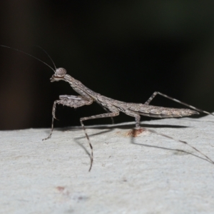 Ciulfina (genus) at Alexandra Hills, QLD - 23 Apr 2023