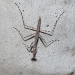 Ciulfina (genus) at Alexandra Hills, QLD - 23 Apr 2023 10:16 AM