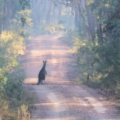 Macropus giganteus (Eastern Grey Kangaroo) at Chiltern, VIC - 22 Apr 2023 by KylieWaldon