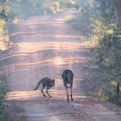 Macropus giganteus at Chiltern, VIC - 23 Apr 2023