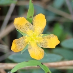 Hypericum gramineum (Small St Johns Wort) at Chiltern-Mt Pilot National Park - 23 Apr 2023 by KylieWaldon