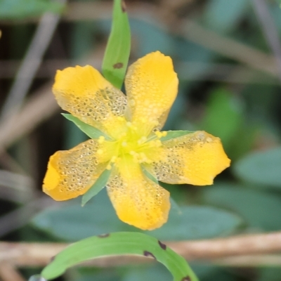 Hypericum gramineum (Small St Johns Wort) at Chiltern, VIC - 23 Apr 2023 by KylieWaldon