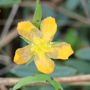 Hypericum gramineum (Small St Johns Wort) at Chiltern, VIC by KylieWaldon