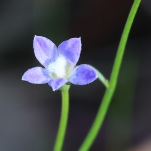 Wahlenbergia sp. at Chiltern, VIC - 23 Apr 2023 11:40 AM