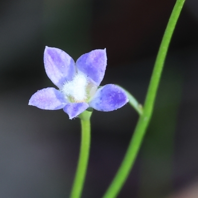 Wahlenbergia sp. (Bluebell) at Chiltern-Mt Pilot National Park - 23 Apr 2023 by KylieWaldon
