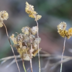 Chrysocephalum apiculatum (Common Everlasting) at Chiltern-Mt Pilot National Park - 23 Apr 2023 by KylieWaldon