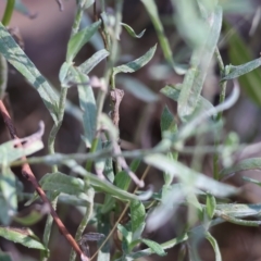 Chrysocephalum apiculatum at Chiltern, VIC - 23 Apr 2023 11:43 AM