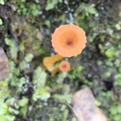 Unidentified Lichen at Chiltern, VIC - 22 Apr 2023 by KylieWaldon