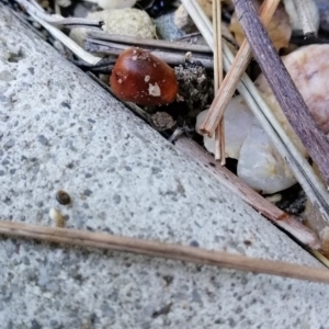 Hygrocybe sp. at Bonner, ACT - 23 Apr 2023