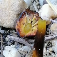 Hygrocybe sp. at Bonner, ACT - suppressed