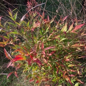 Nandina domestica at Hackett, ACT - 23 Apr 2023 03:48 PM