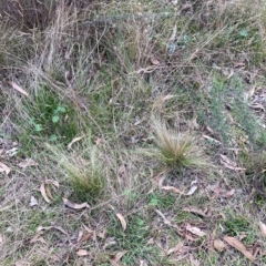 Nassella trichotoma at Hackett, ACT - 23 Apr 2023