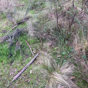 Nassella trichotoma at Hackett, ACT - 23 Apr 2023